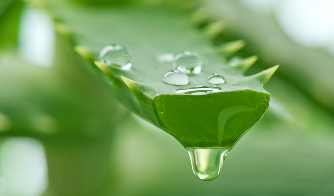 The Amazing Benefits of Aloe Vera