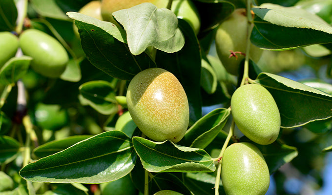 Jojoba: An In-Depth Look at This Soothing and Healing Oil