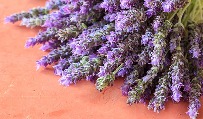 The Top Six Health Benefits of Lavender