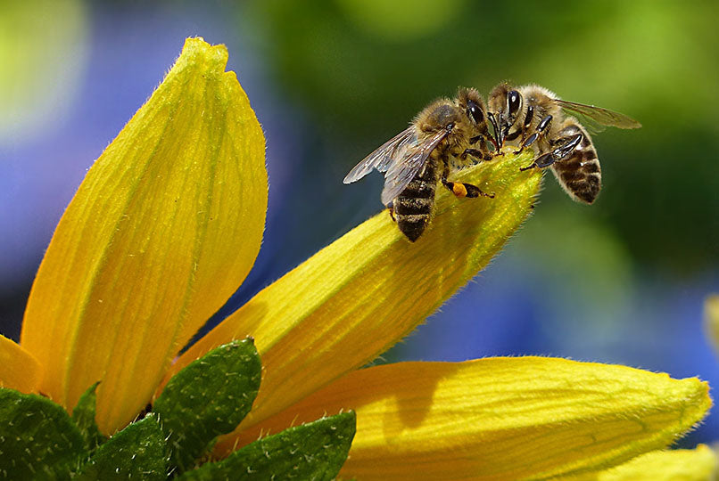 Save the Bees 2022 Campaign