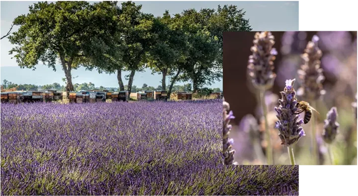 Image Title Alt Image