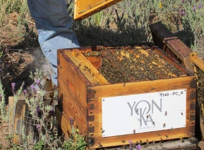 Image Title Alt Image