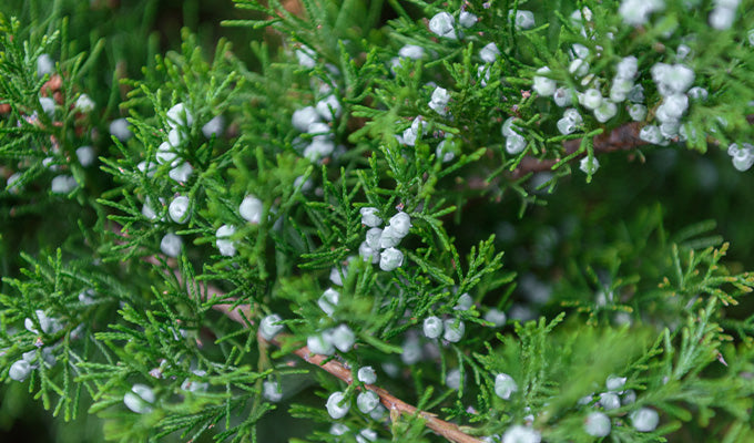 Cypress: An In-Depth Look at One of Yon-Ka’s Remarkable Quintessence Ingredients