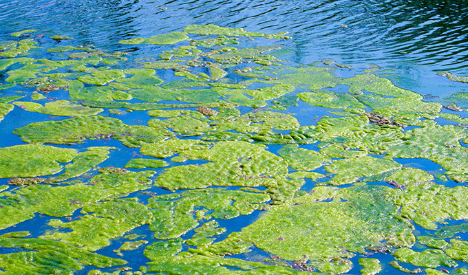 What Are the Skin Benefits of Algae?