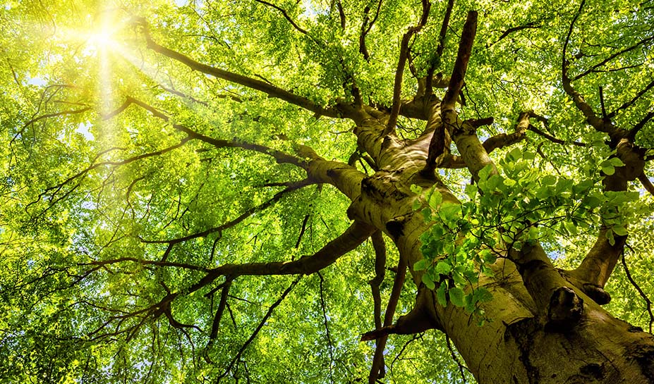 What is Beech Tree Extract and How Does It Act as An Elixir of Youth?