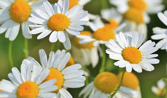 3 Reasons Why Chamomile Is Beneficial To Your Skin & The Yon-Ka Products You Should Try