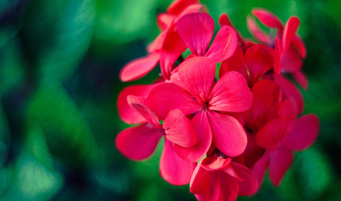 4 Benefits of Geranium & Why It’s Found in Yon-Ka’s Quintessence