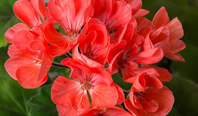 4 Reasons Why Geranium is Beneficial to Your Skin