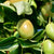 Jojoba: An In-Depth Look at This Soothing and Healing Oil