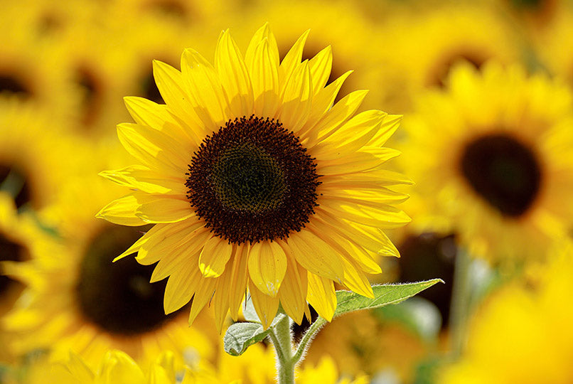 8 Benefits Of Sunflower Oil & Why You’ll Find It In Popular Yon-Ka Paris Products
