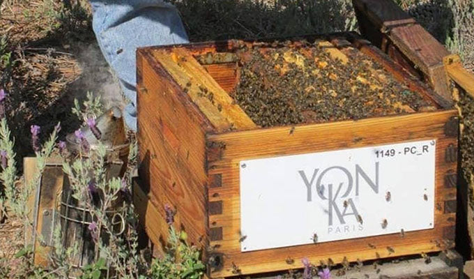 Earth Day: A Yon-Ka Paris Tradition Of Giving Back